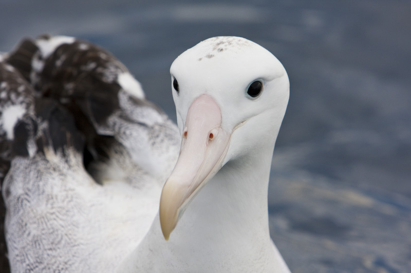 Wandering Albatross